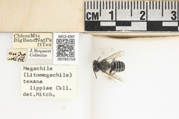 Media type: image;   Entomology 785759 Aspect: labels